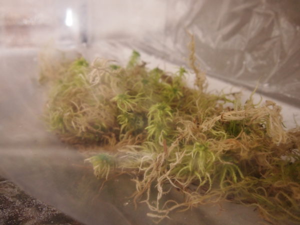 ミズゴケ 生水苔 の育て方 栽培 養殖方法 徳留アクア工房 鹿児島のペット飼育 通販サイト