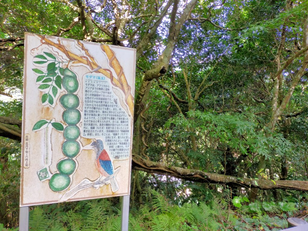 奄美大島のモダマ（天然記念物）