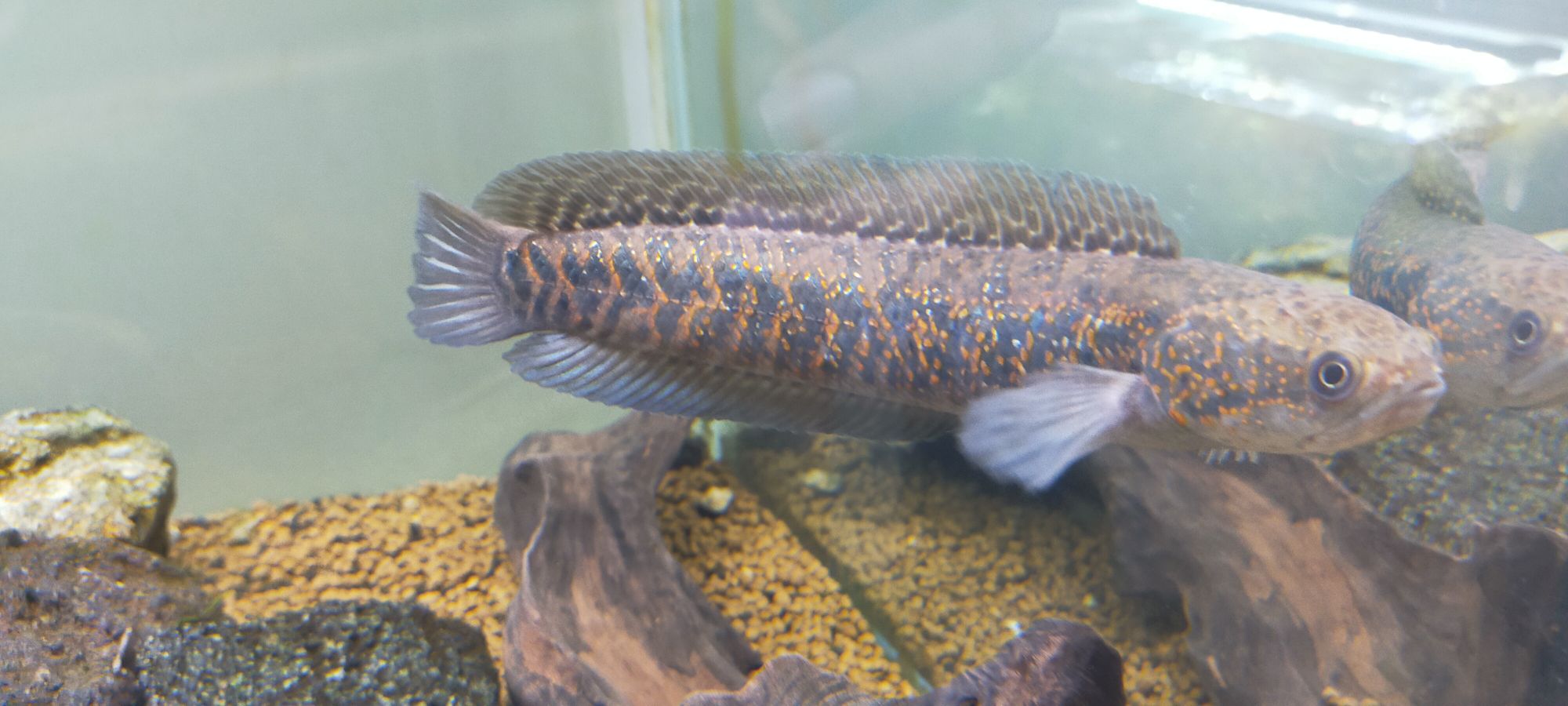 ROYAL ROYAL レッドギャラクシー水槽内丸ごと出品！将来有望の若個体