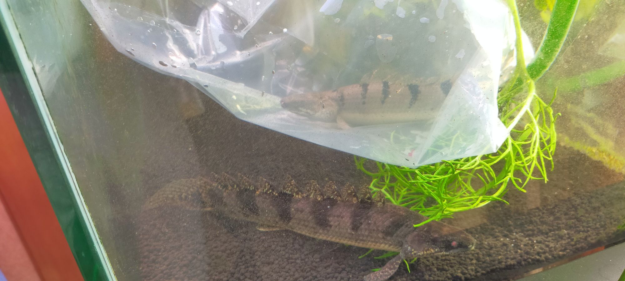 ポリプテルス・デルヘッジのメスを導入しました（90センチ水槽でペア